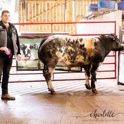 Christmas Prize Show & Sale of OTM Cattle, Feeding Bulls, Store Cattle and Sale of Store Lambs