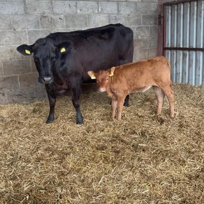 Sale of OTM/ Prime Cattle, Cows/Heifers with Calves at Foot, Store Cattle