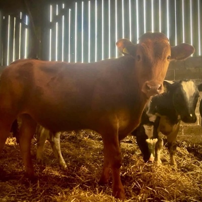 Sale of OTM/Prime Cattle & Store Cattle
