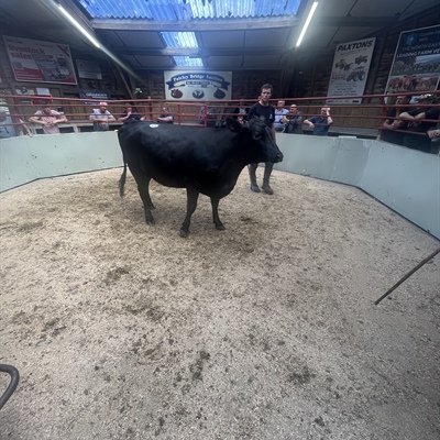 Sale of OTM/ Prime Cattle & Store Cattle