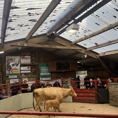 Sale of OTM/Prime Cattle & Store Cattle Also opening sale of Store Lambs